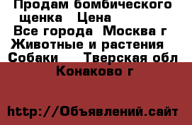 Продам бомбического щенка › Цена ­ 30 000 - Все города, Москва г. Животные и растения » Собаки   . Тверская обл.,Конаково г.